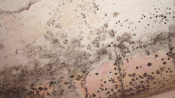 Why You Should Choose Our Mold Remediation Services in West Columbia, TX